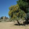 Fotografia 7 da espécie Acacia saligna do Jardim Botânico UTAD