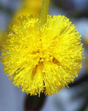 Fotografia 8 da espécie Acacia saligna no Jardim Botânico UTAD