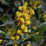 Fotografia 11 da espécie Acacia saligna do Jardim Botânico UTAD