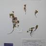 Fotografia de herbário 1 da espécie Sedum hirsutum no Jardim Botânico UTAD