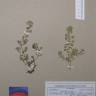 Fotografia de herbário 1 da espécie Lythrum portula no Jardim Botânico UTAD