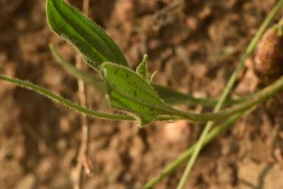 Fotografia da espécie Scorpiurus vermiculatus