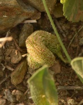 Fotografia 10 da espécie Scorpiurus vermiculatus no Jardim Botânico UTAD