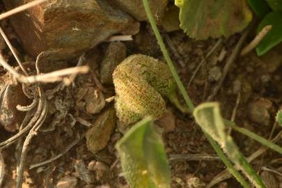 Fotografia da espécie Scorpiurus vermiculatus