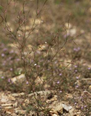 Fotografia 7 da espécie Epilobium brachycarpum no Jardim Botânico UTAD