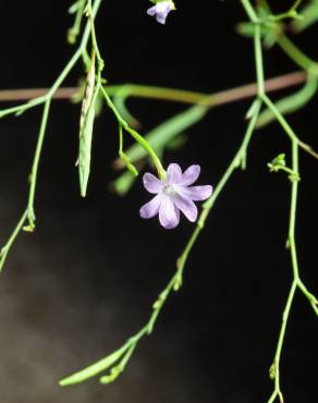 Fotografia 8 da espécie Epilobium brachycarpum no Jardim Botânico UTAD