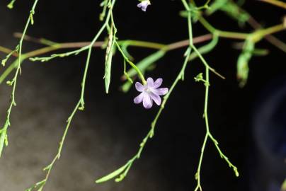 Fotografia da espécie Epilobium brachycarpum