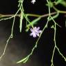 Fotografia 8 da espécie Epilobium brachycarpum do Jardim Botânico UTAD