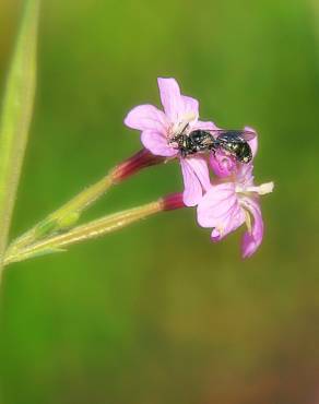 Fotografia 10 da espécie Epilobium brachycarpum no Jardim Botânico UTAD