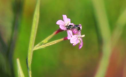 Fotografia da espécie Epilobium brachycarpum