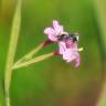 Fotografia 10 da espécie Epilobium brachycarpum do Jardim Botânico UTAD