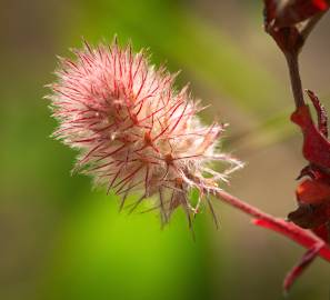 Fotografia da espécie Trifolium arvense var. arvense