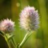 Fotografia 11 da espécie Trifolium arvense var. arvense do Jardim Botânico UTAD