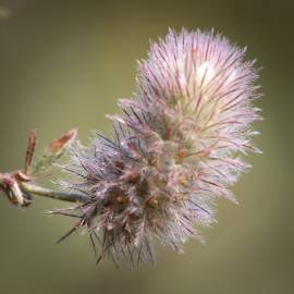 Fotografia da espécie Trifolium arvense var. arvense