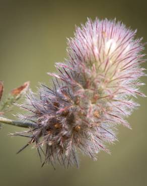 Fotografia 12 da espécie Trifolium arvense var. arvense no Jardim Botânico UTAD