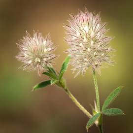 Fotografia da espécie Trifolium arvense var. arvense