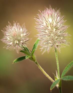 Fotografia 13 da espécie Trifolium arvense var. arvense no Jardim Botânico UTAD