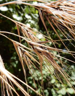 Fotografia 13 da espécie Bromus diandrus no Jardim Botânico UTAD