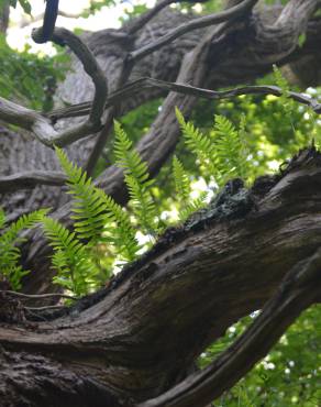 Fotografia 11 da espécie Polypodium interjectum no Jardim Botânico UTAD