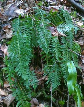 Fotografia 12 da espécie Polypodium interjectum no Jardim Botânico UTAD