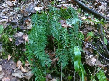 Fotografia da espécie Polypodium interjectum