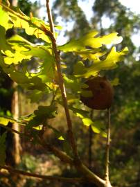 Fotografia da espécie Quercus faginea subesp. faginea