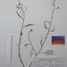Fotografia de herbário 1 da espécie Sinapis alba no Jardim Botânico UTAD