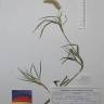 Fotografia de herbário 1 da espécie Trifolium angustifolium no Jardim Botânico UTAD