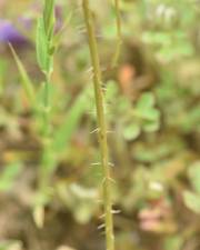 Fotografia da espécie Leontodon longirostris