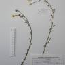 Fotografia de herbário 1 da espécie Anthemis arvensis no Jardim Botânico UTAD