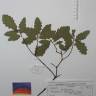 Fotografia de herbário 1 da espécie Quercus faginea no Jardim Botânico UTAD