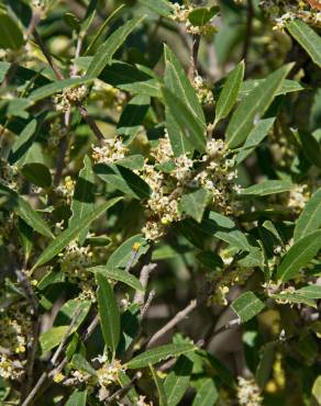 Fotografia 9 da espécie Phillyrea angustifolia no Jardim Botânico UTAD