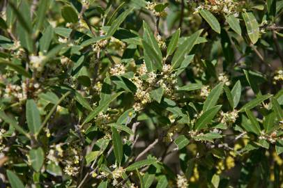 Fotografia da espécie Phillyrea angustifolia