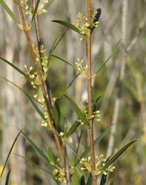 Fotografia 10 da espécie Phillyrea angustifolia no Jardim Botânico UTAD