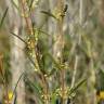 Fotografia 10 da espécie Phillyrea angustifolia do Jardim Botânico UTAD