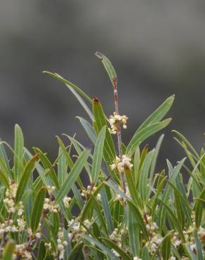 Fotografia 12 da espécie Phillyrea angustifolia no Jardim Botânico UTAD