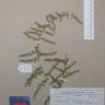 Fotografia de herbário 1 da espécie Asparagus acutifolius no Jardim Botânico UTAD