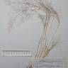 Fotografia de herbário 1 da espécie Agrostis truncatula no Jardim Botânico UTAD