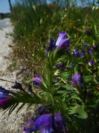 Fotografia da espécie Echium rosulatum