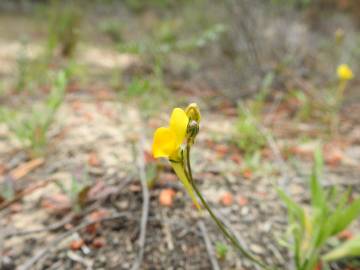 Fotografia da espécie Linaria spartea