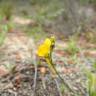 Fotografia 8 da espécie Linaria spartea do Jardim Botânico UTAD