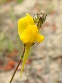 Fotografia da espécie Linaria spartea