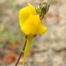 Fotografia 9 da espécie Linaria spartea do Jardim Botânico UTAD