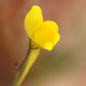 Fotografia 10 da espécie Linaria spartea do Jardim Botânico UTAD