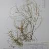 Fotografia de herbário 1 da espécie Linaria spartea no Jardim Botânico UTAD