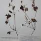 Fotografia 1 de herbário da espécie Geranium lucidum no Jardim Botânico UTAD