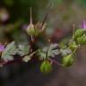 Fotografia 13 da espécie Geranium lucidum do Jardim Botânico UTAD