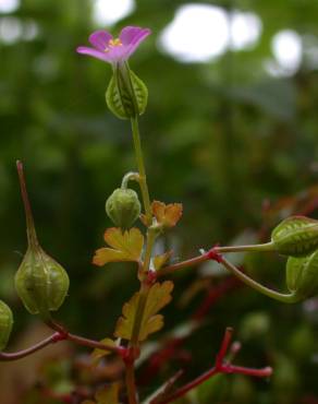 Fotografia 14 da espécie Geranium lucidum no Jardim Botânico UTAD