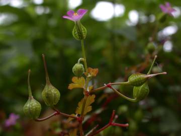 Fotografia da espécie Geranium lucidum