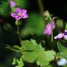 Fotografia 15 da espécie Geranium lucidum do Jardim Botânico UTAD